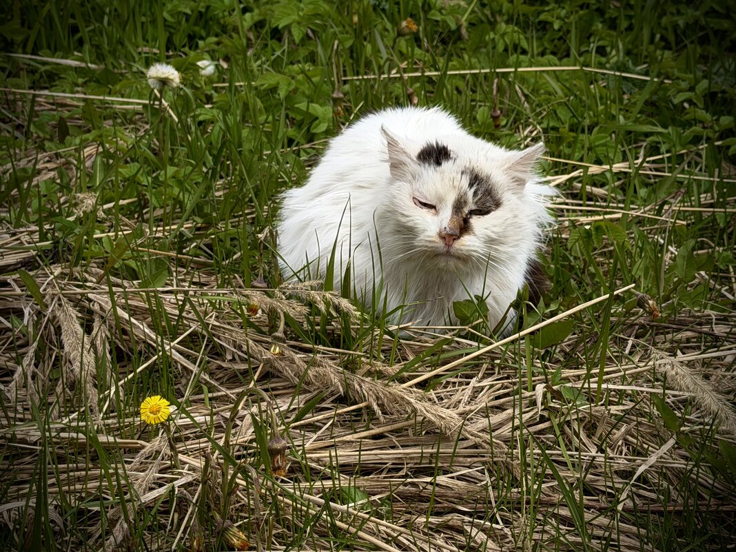 Тутаевец. - Любовь 
