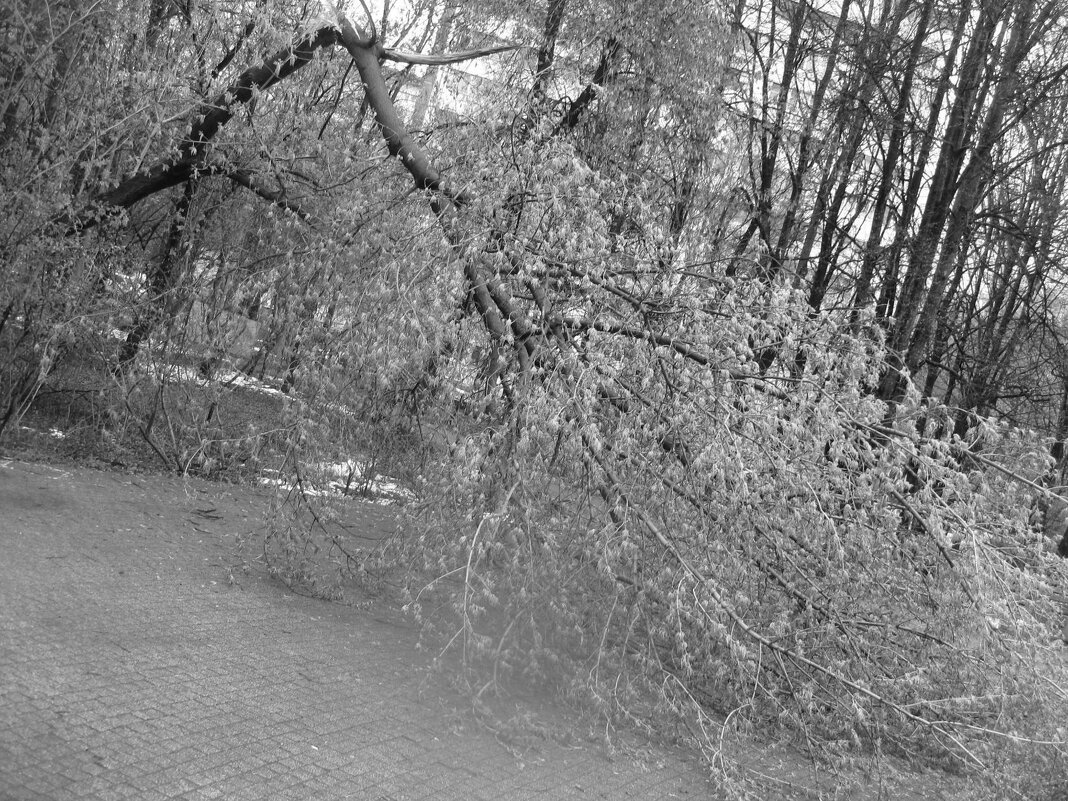 Дерево в парке - Дмитрий Никитин