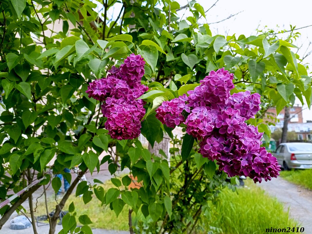 Сиреневый май - Нина Бутко