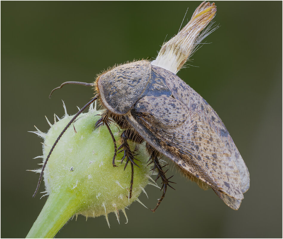 Африканский таракан.(Hemelytroblatta africana). - Александр Григорьев