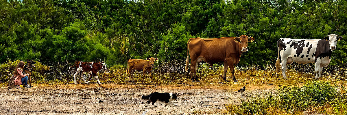 On a walk... - Shmual & Vika Retro