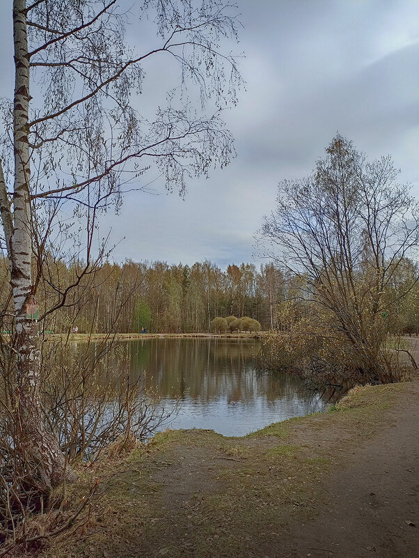 .Весна. Парк Сосновка. - Лилия *