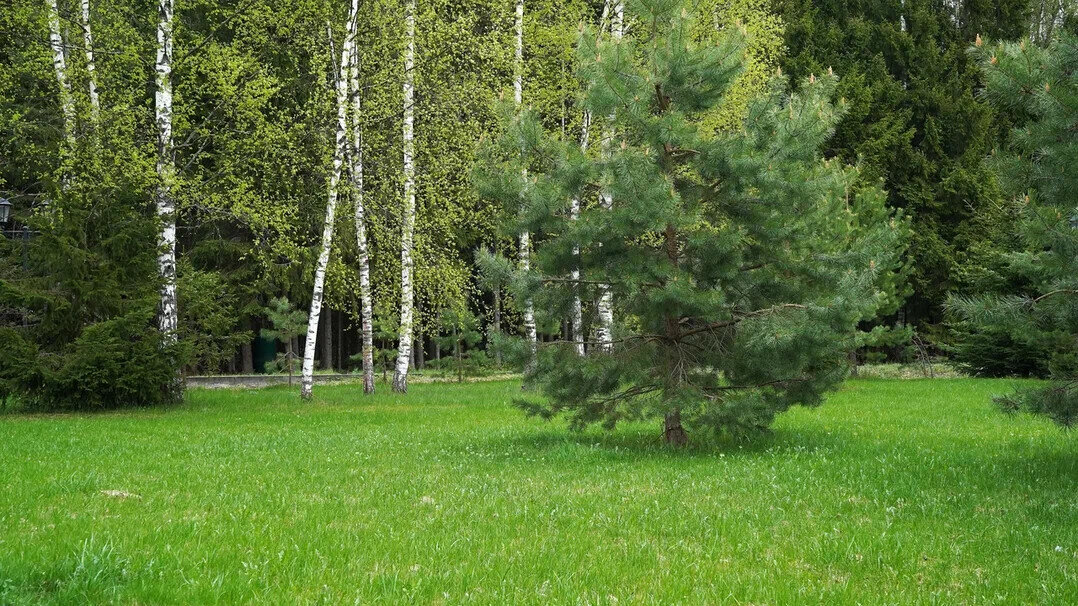 В лесу - Татьяна Тюменка