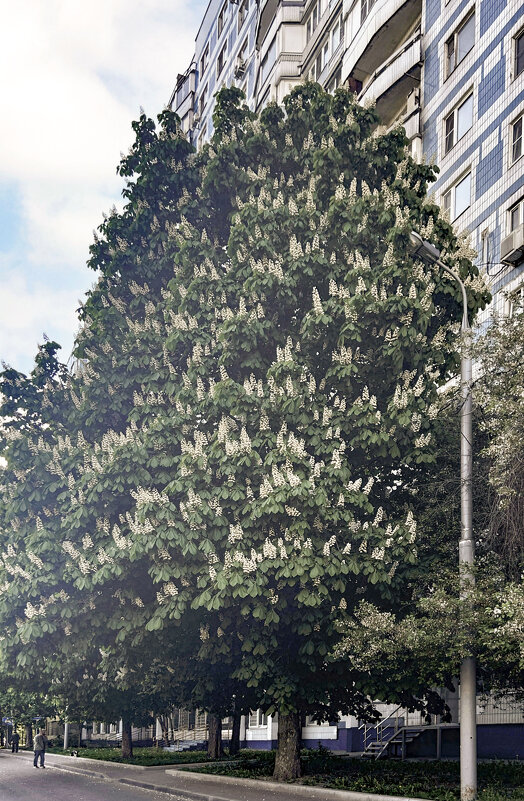 Каштан - Олег 