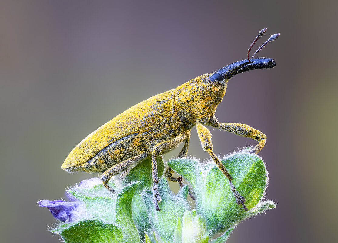 Weevil - Александр Григорьев