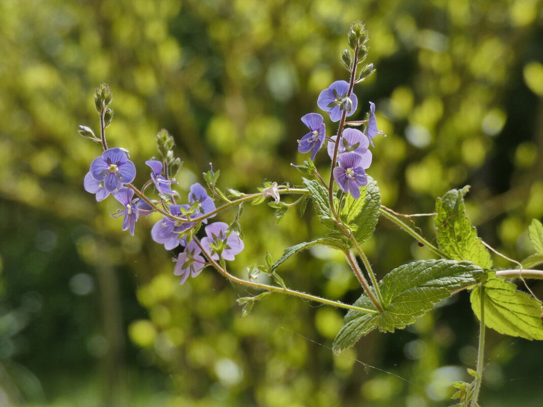 Gamander-Ehrenpreis (Veronica chamaedrys), - Heinz Thorns Gamander-Ehrenpreis (Veronica chamaedrys), - Heinz Thorns