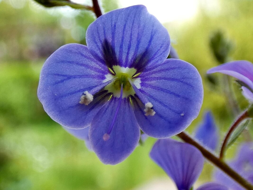 Gamander-Ehrenpreis (Veronica chamaedrys), - Heinz Thorns Gamander-Ehrenpreis (Veronica chamaedrys), - Heinz Thorns