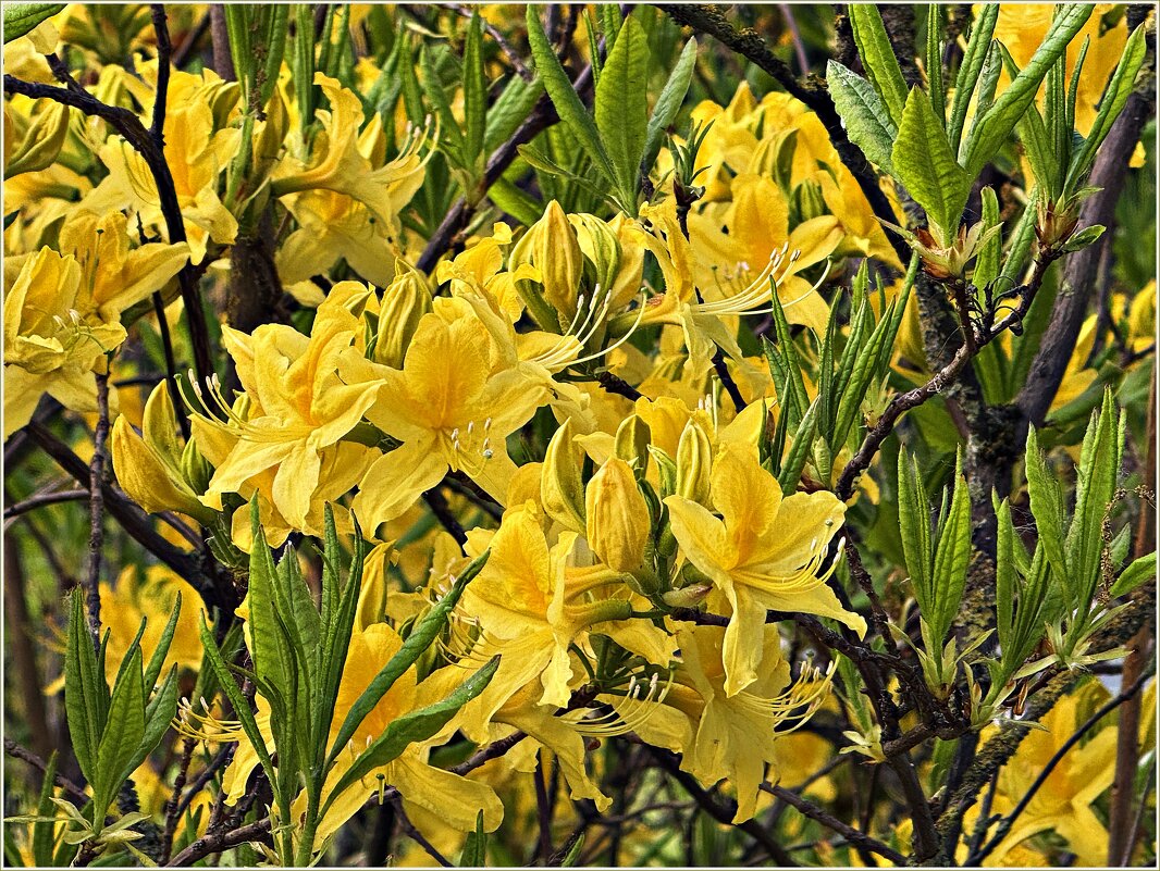 Рододендрон. - Валерия Комова