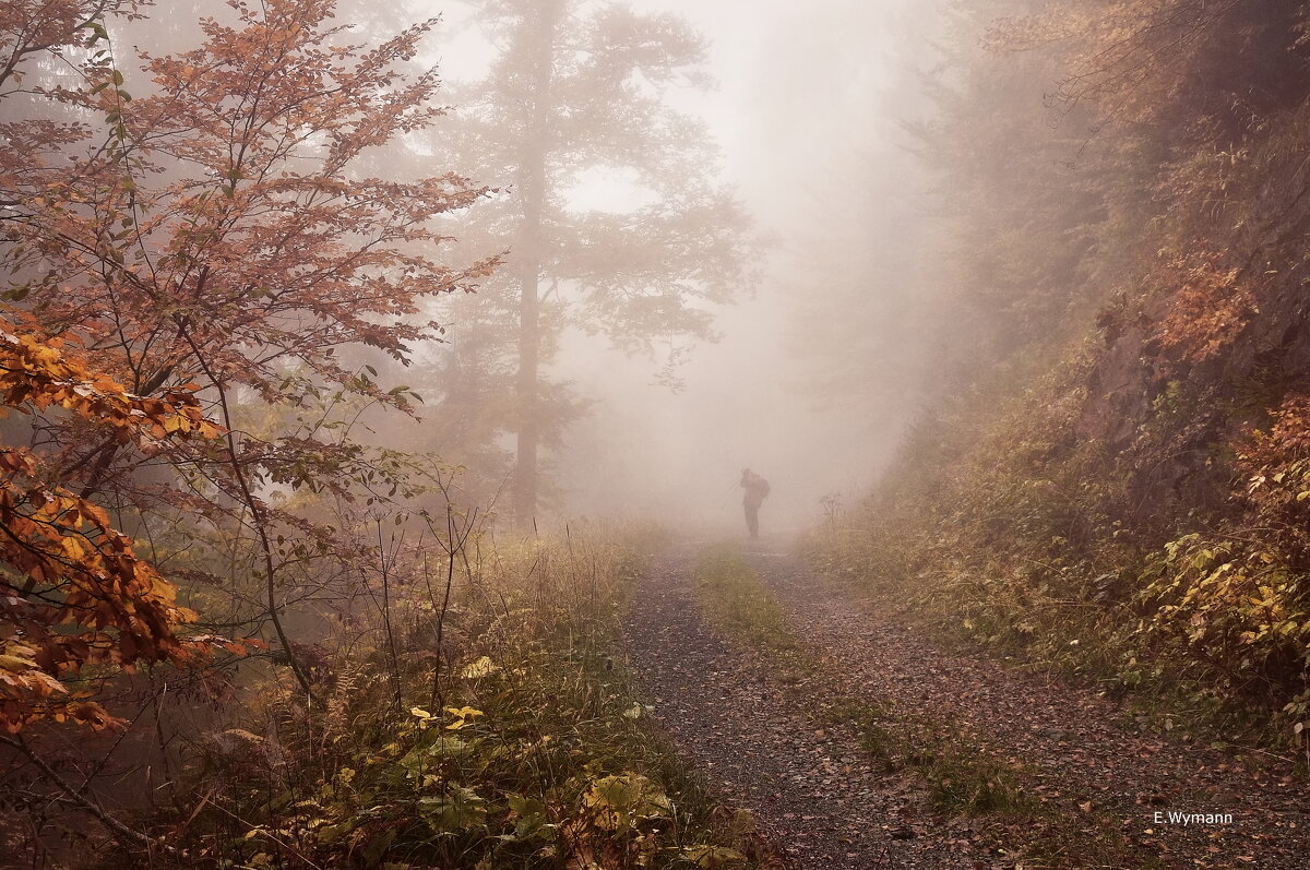 misty autumn - Elena Wymann misty autumn - Elena Wymann