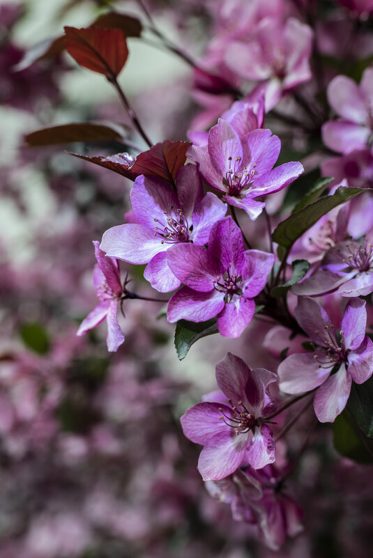 Sakura - Natali Sakura - Natali