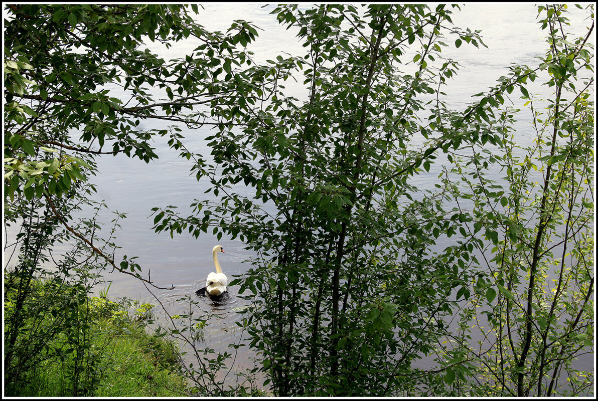 *** - Aleksandr Gal