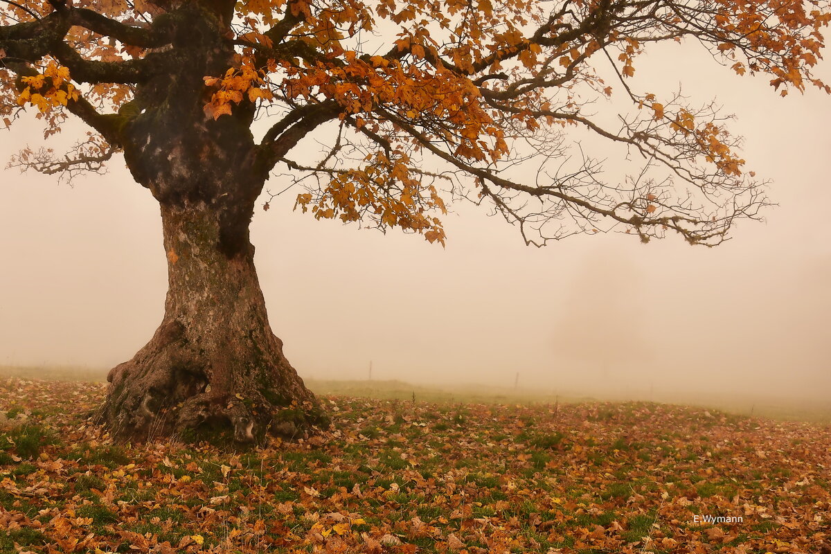 misty autumn - Elena Wymann