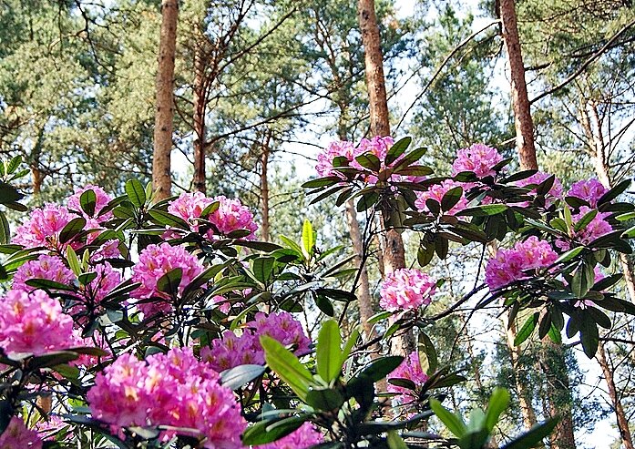 Рододендрон - Елена 