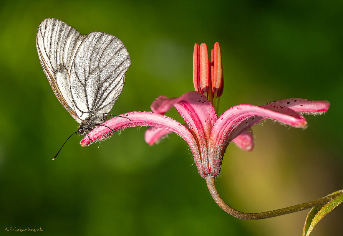 White, butterfly, insect, wings, flower, lily, plant, nature, animals, macro, stamen, pistil, - Андрей Пристяжнюк White, butterfly, insect, wings, flower, lily, plant, nature, animals, macro, stamen, pistil, - Андрей Пристяжнюк