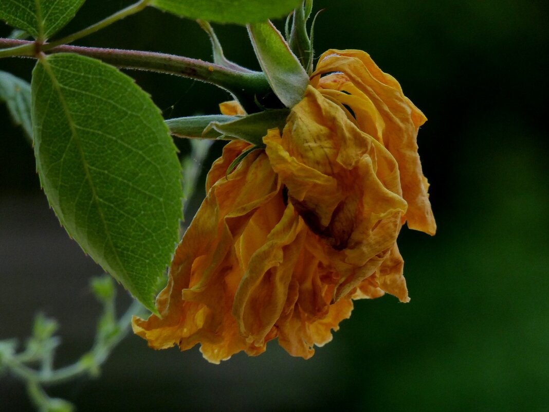 Красота мимолетности - Heinz Thorns Красота мимолетности - Heinz Thorns