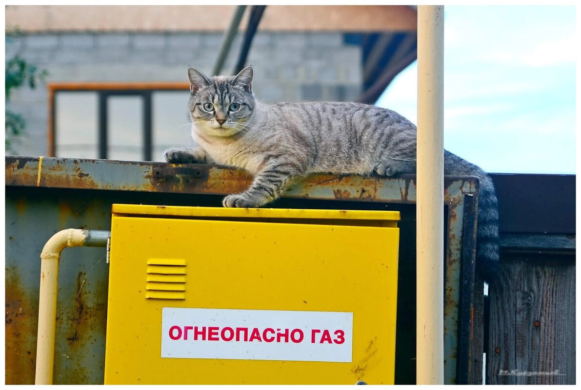 Кот предупреждает.. - Михаил К