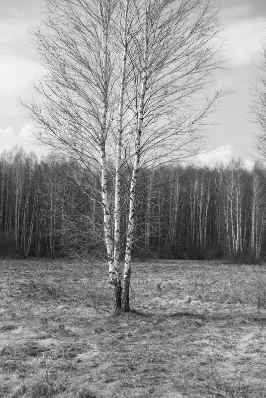 В среднерусской полосе. - Сергей Татаринов В среднерусской полосе. - Сергей Татаринов