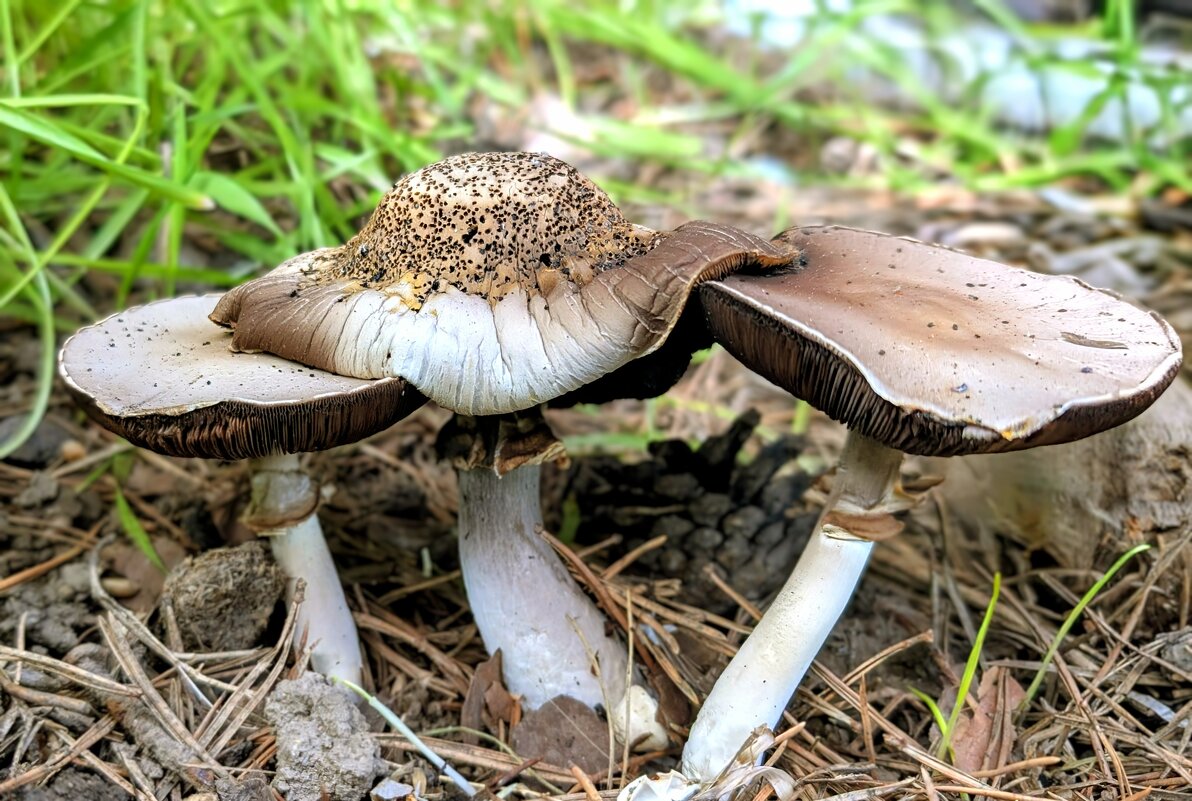 *** - Хэлен ***