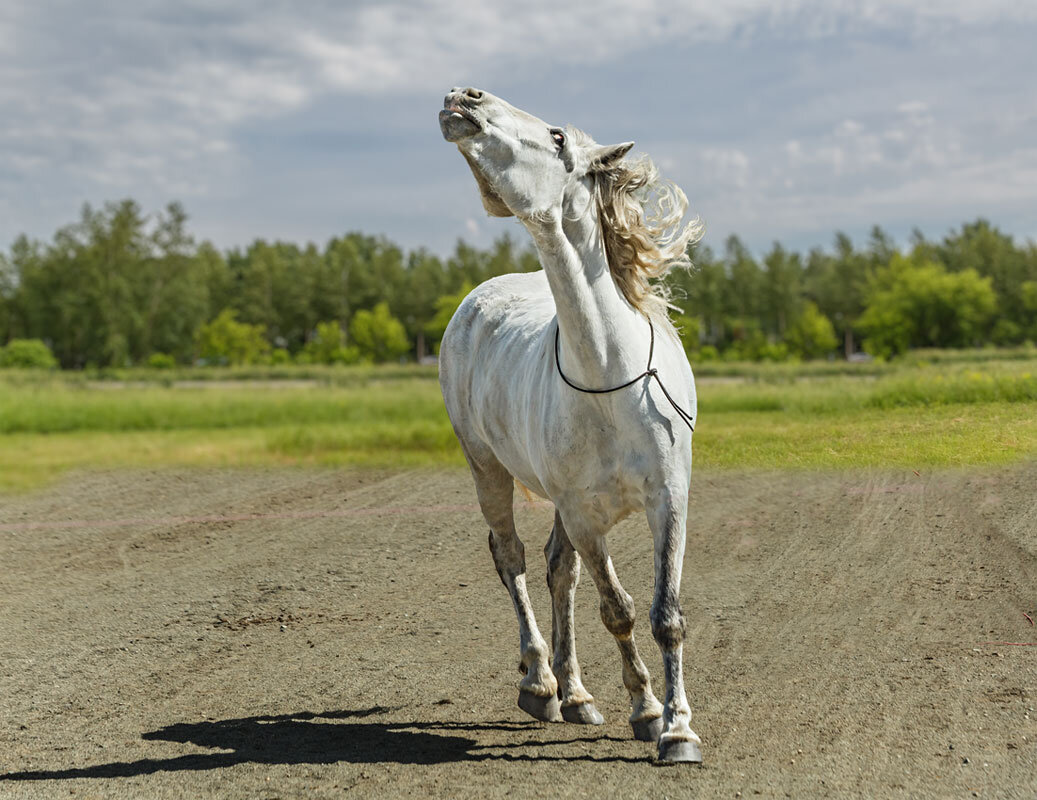 Конь - SanSan 