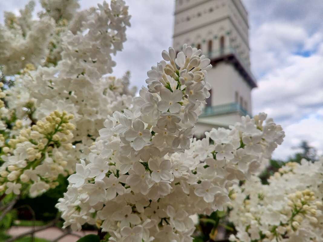 Сирень - Сапсан 