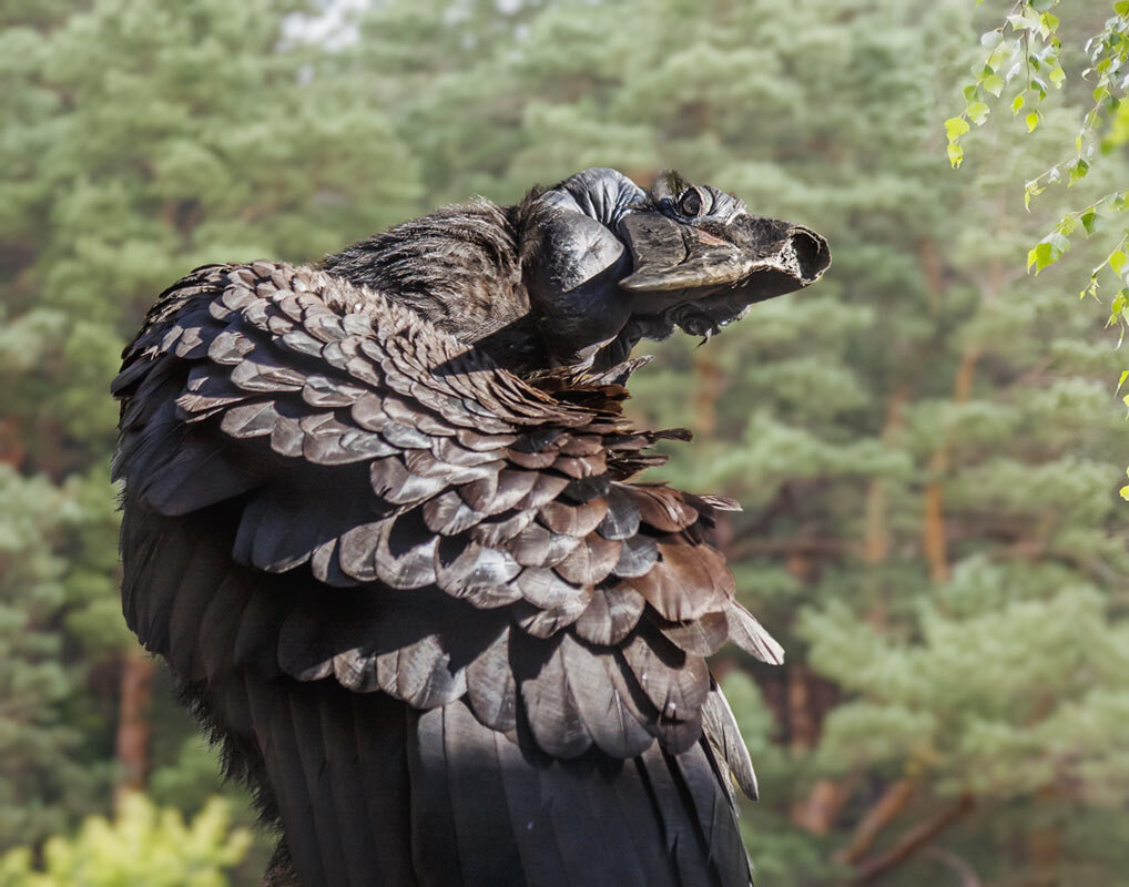 Рогатый ворон - SanSan 