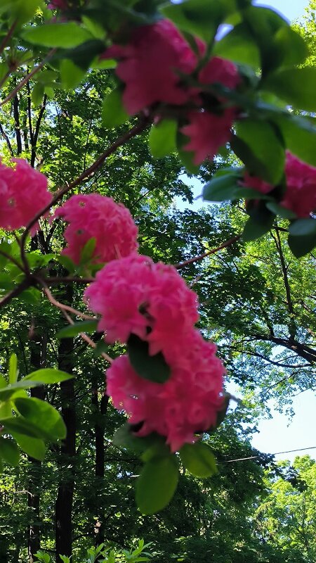 Рододендрон. - Ольга 