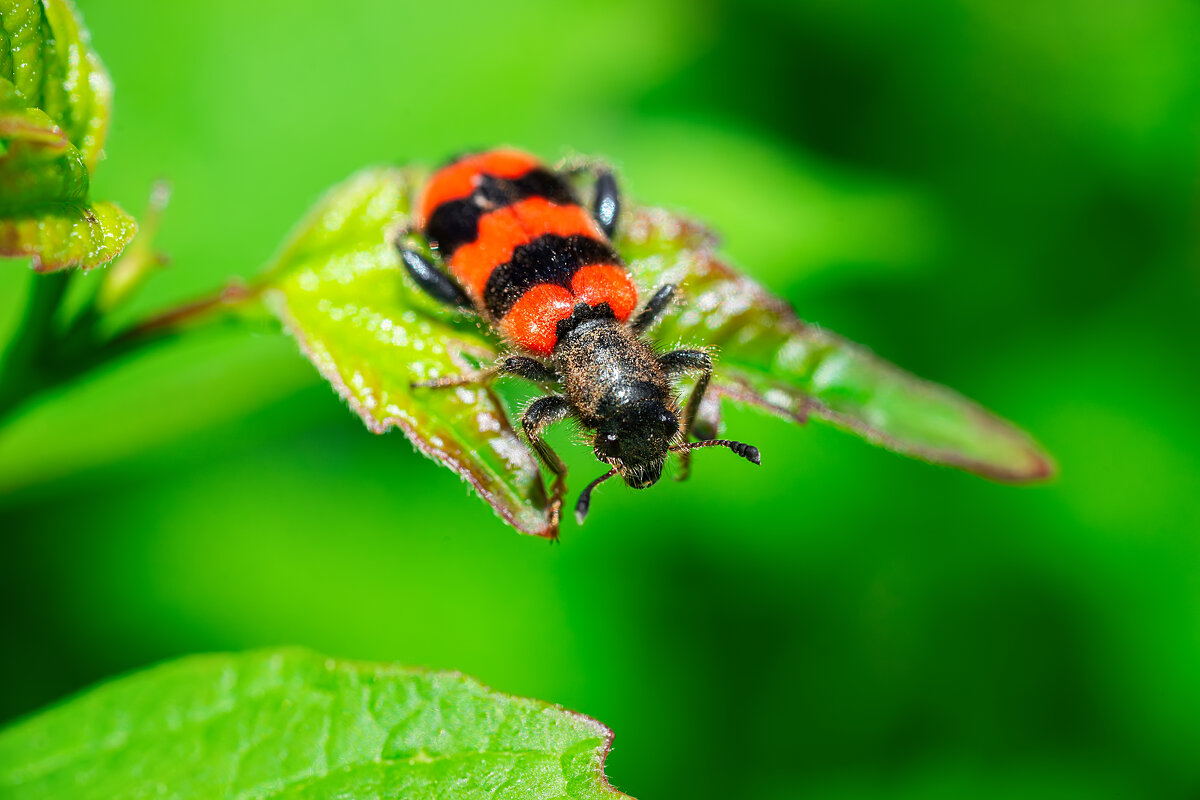 Trichodes alvearius - Alex Bush Trichodes alvearius - Alex Bush