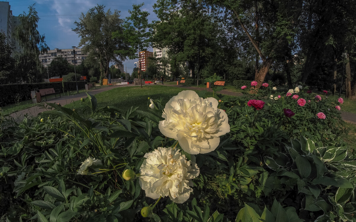 Природа в Городе - юрий поляков