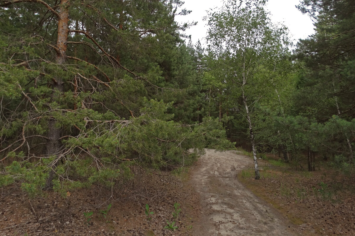 Дорожка в лесу - Елена Макарова 