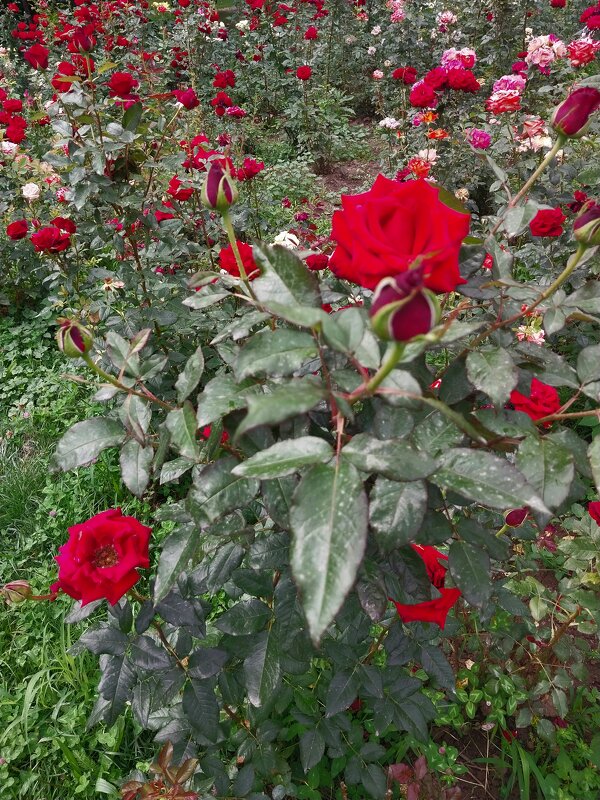 Almaty. - Murat Bukaev 