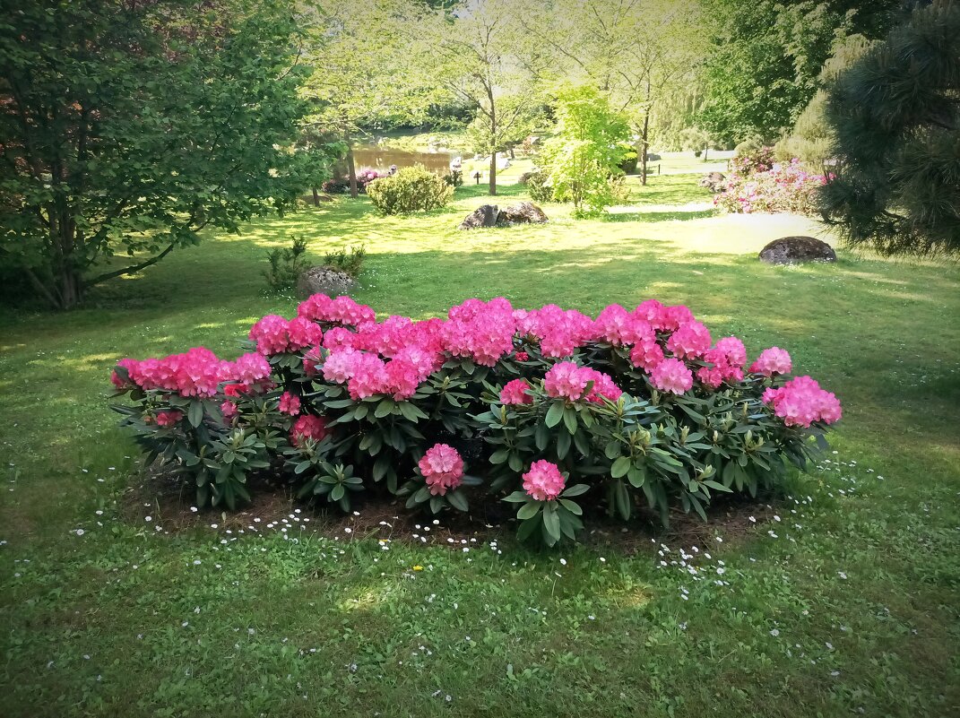 Рододендроны в Японском саду - Veera V Рододендроны в Японском саду - Veera V