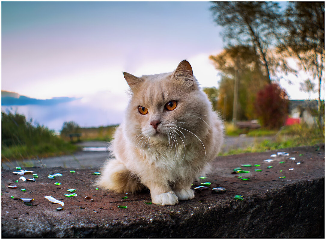 Кот на набережной р.Онеги. - Валентин Кузьмин Кот на набережной р.Онеги. - Валентин Кузьмин