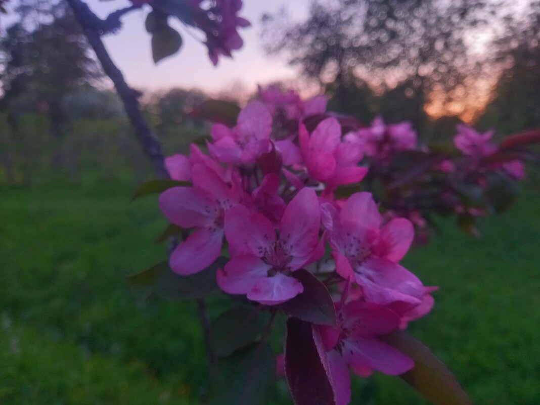 Яблоня - Сапсан Яблоня - Сапсан