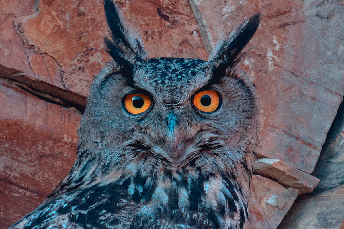 Eurasian or Rock Eagle Owl - Yudong Liu
