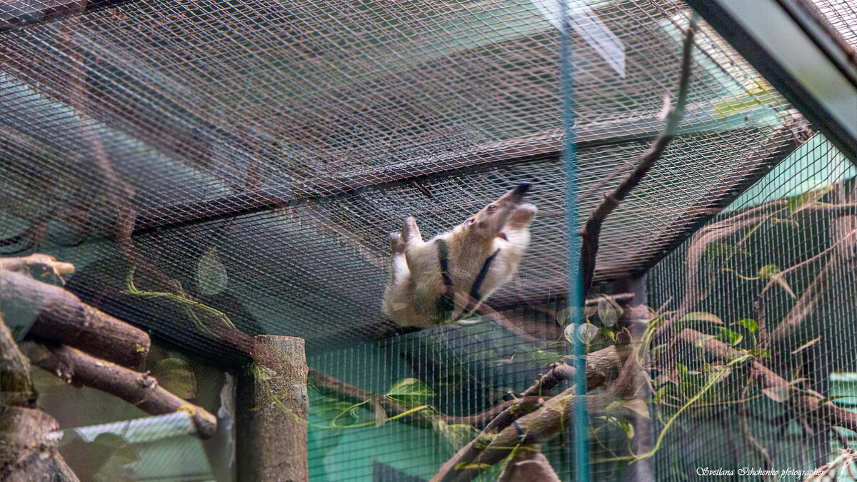 Orientarium ZOO Łódź - Светлана Ищенко