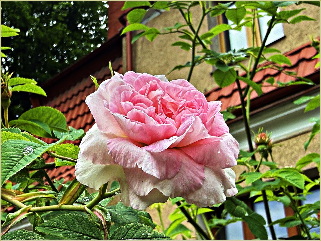 Роза Амалиенау. - Валерия Комова Роза Амалиенау. - Валерия Комова