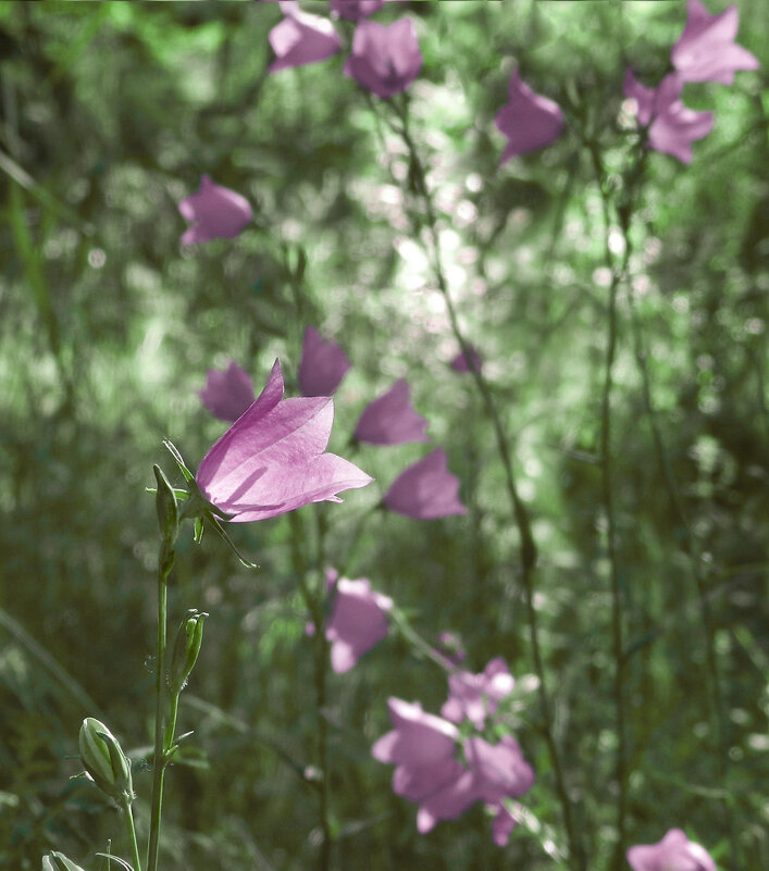 *** - Лера 