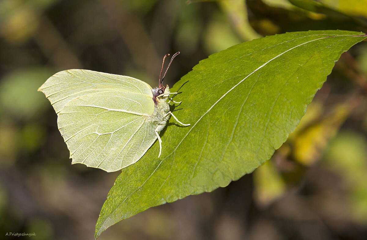 На листике - Андрей Пристяжнюк