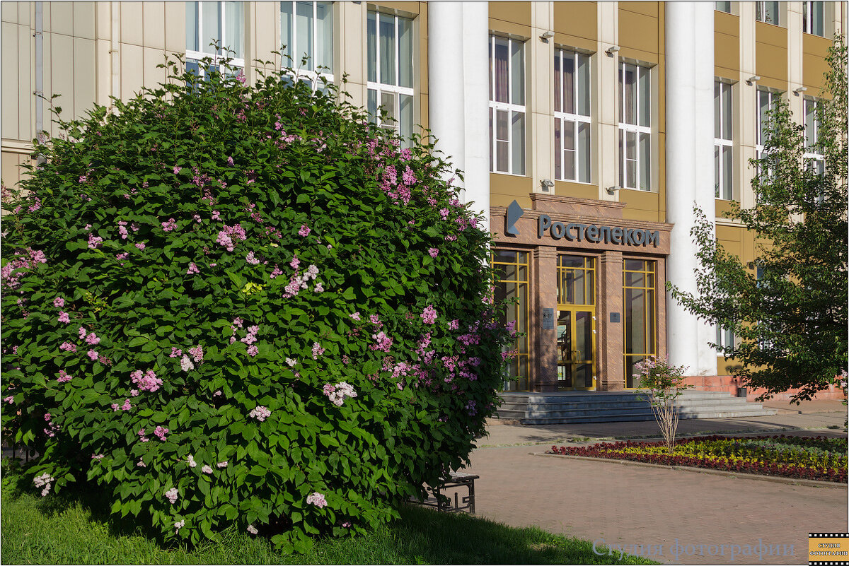 Цветёт сирень - Студия фотографии Цветёт сирень - Студия фотографии