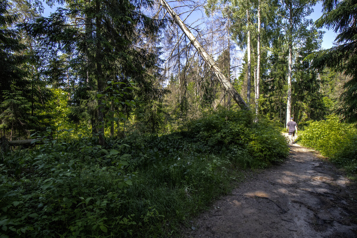 *** - Николай 