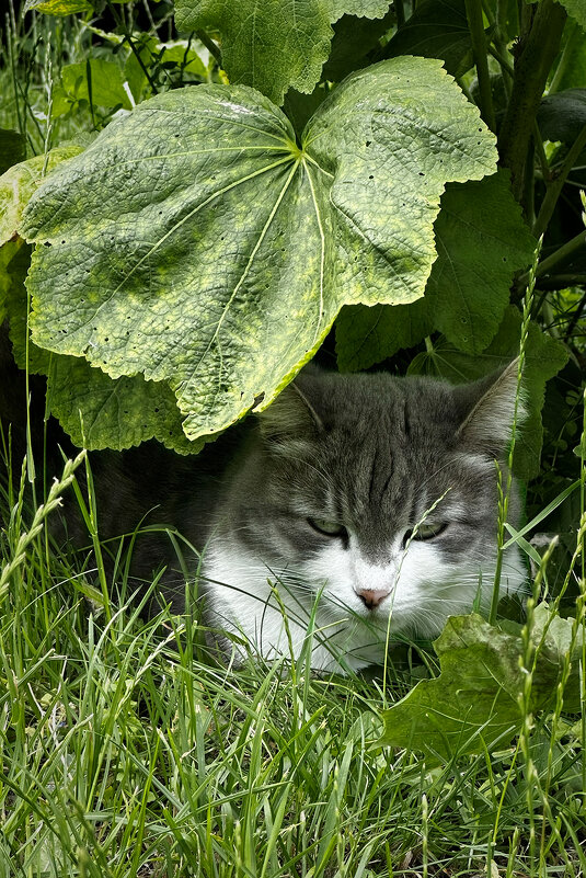 Котик - Michel 