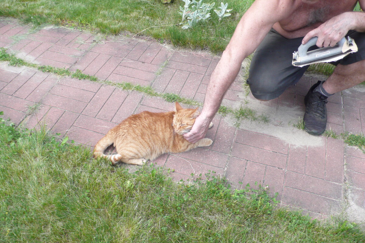 Друг с котом. - Михаил Елочкин