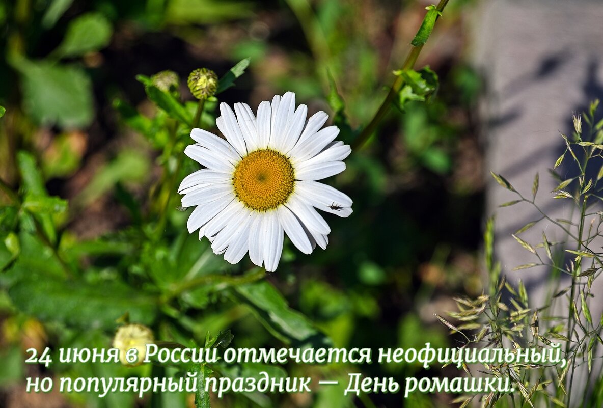 День ромашки - Валерий Иванович День ромашки - Валерий Иванович