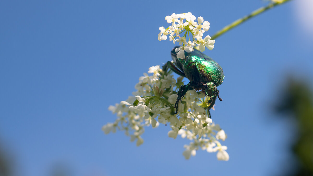 Cetonia aurata - Владимир Лазарев