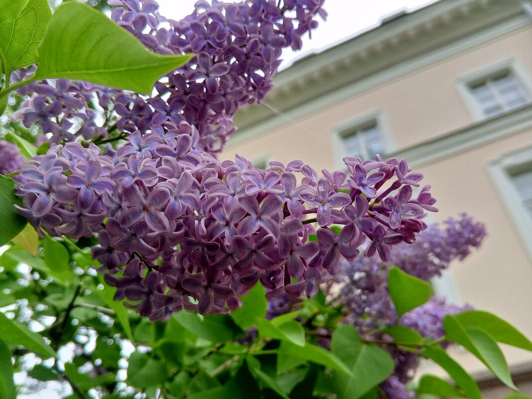 Сирень - Сапсан 
