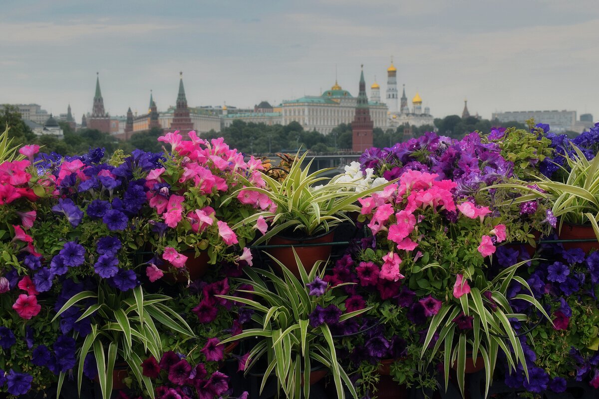 Петунии на Патриаршем мосту. - Татьяна Помогалова Петунии на Патриаршем мосту. - Татьяна Помогалова