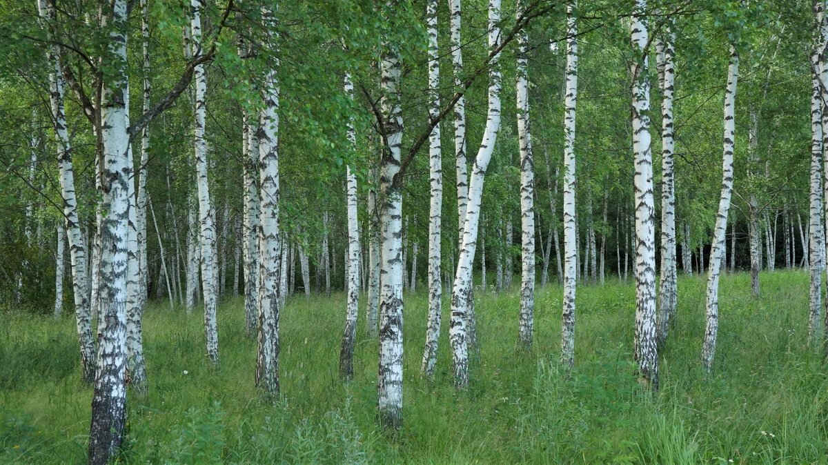 *** - Татьяна Тюменка