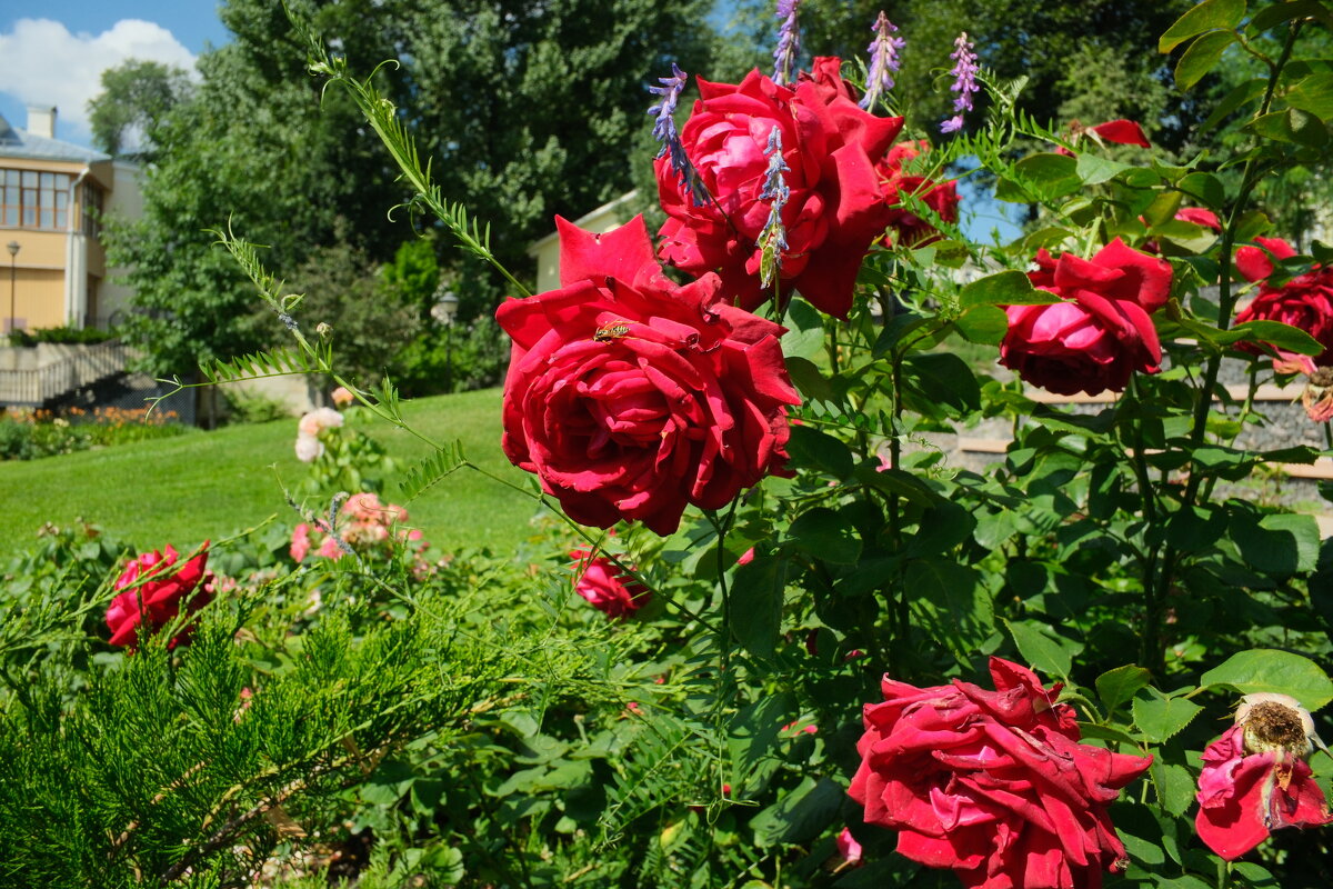 Розы - Лютый Дровосек Розы - Лютый Дровосек