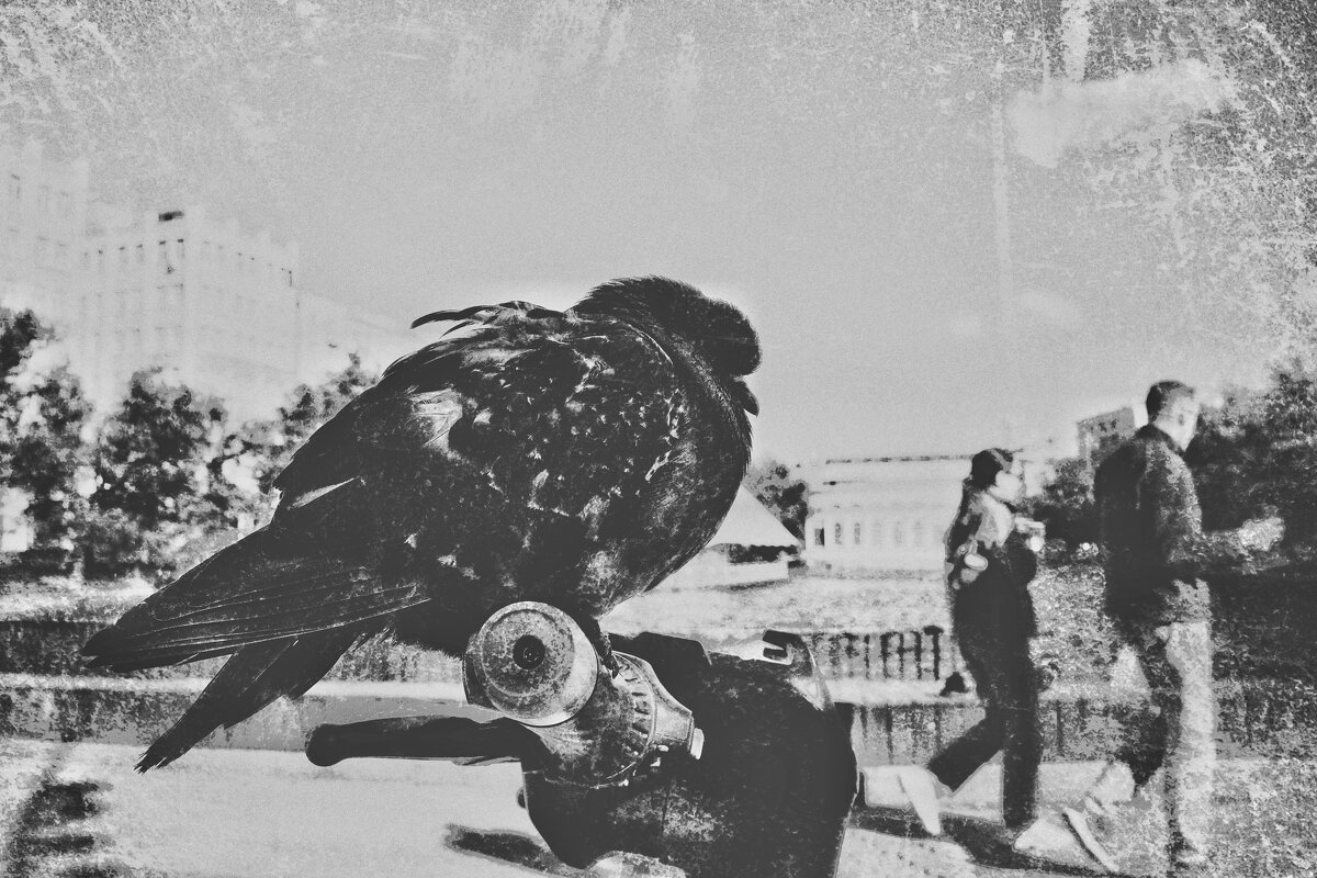 Утро. Голуби. И люди. - Наталья Сафронова Утро. Голуби. И люди. - Наталья Сафронова