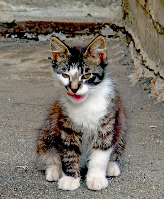 Котик смешной - Юлия ЮГ